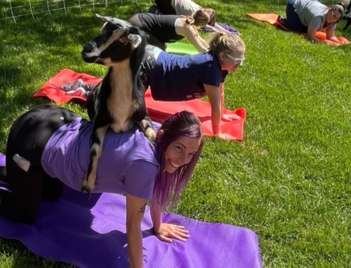 Goat yoga at the Market on 6/28!
